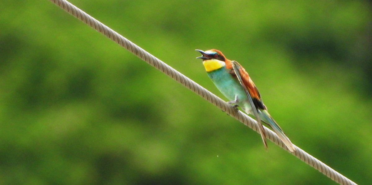 European Bee-eater - VASEN SULI