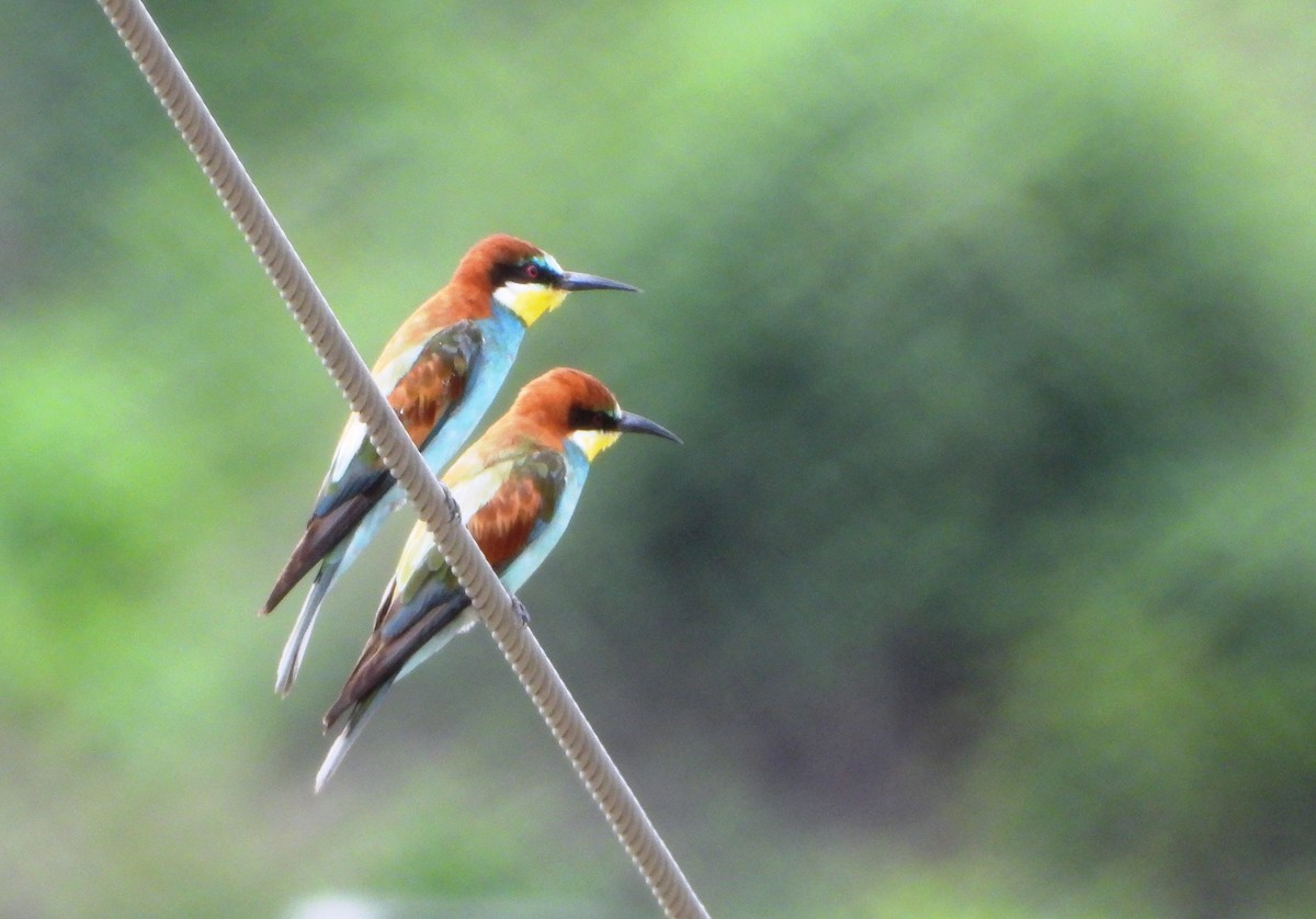 European Bee-eater - VASEN SULI