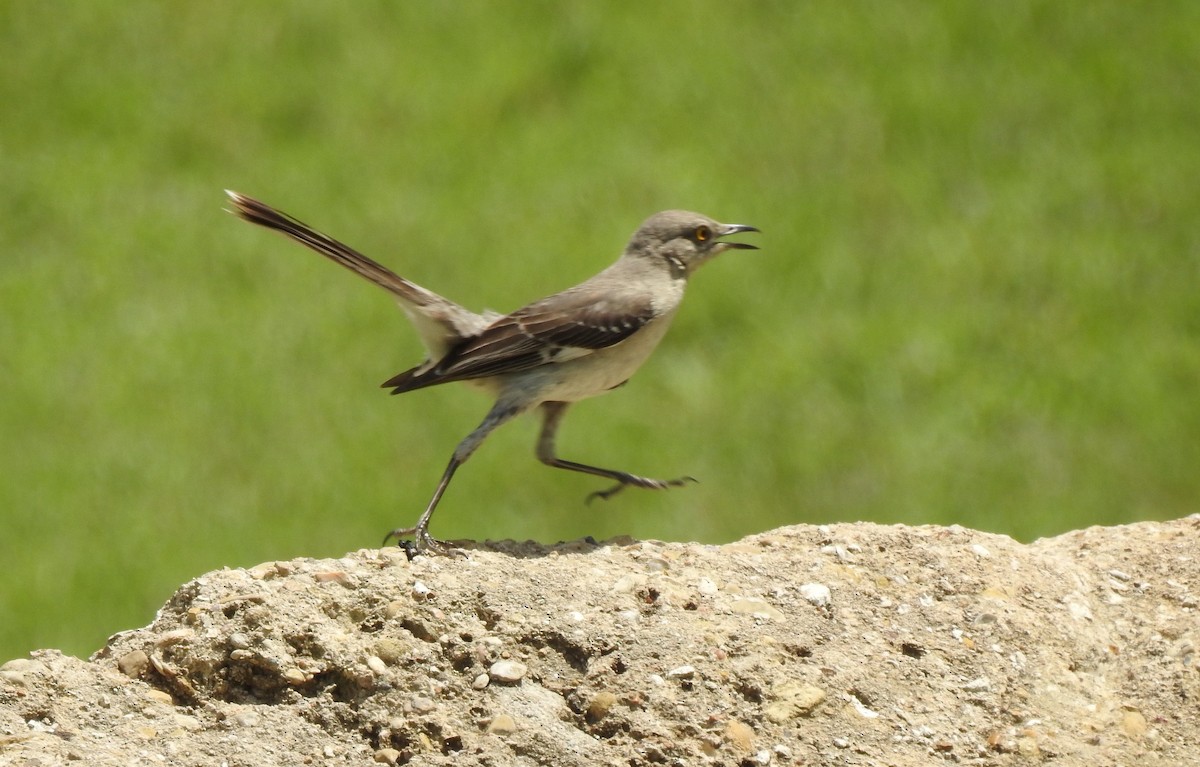 Northern Mockingbird - ML60965771