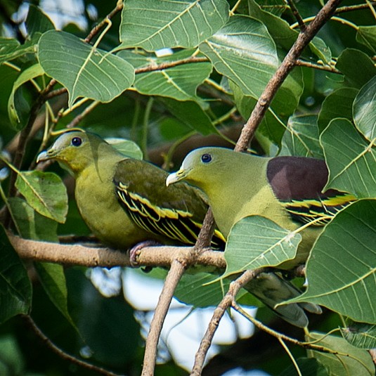Gray-fronted Green-Pigeon - ML609657800