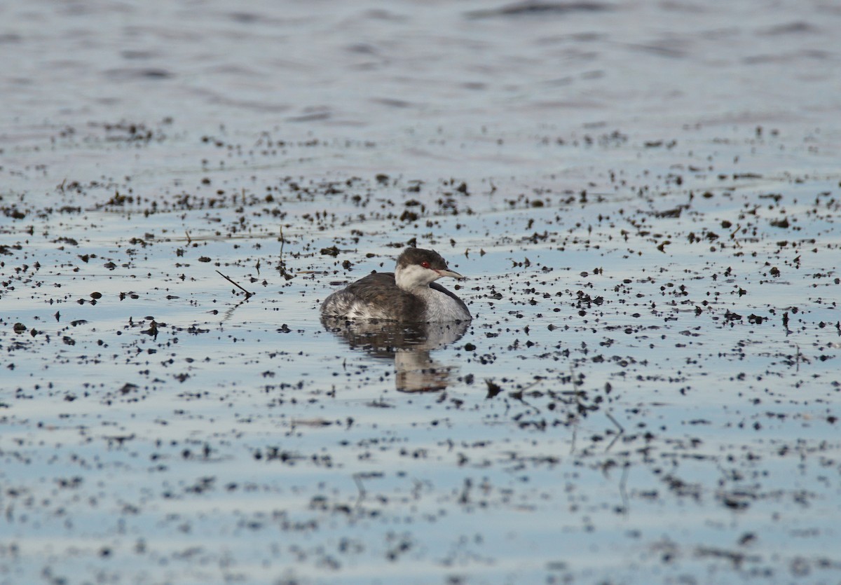 Horned Grebe - ML609657806