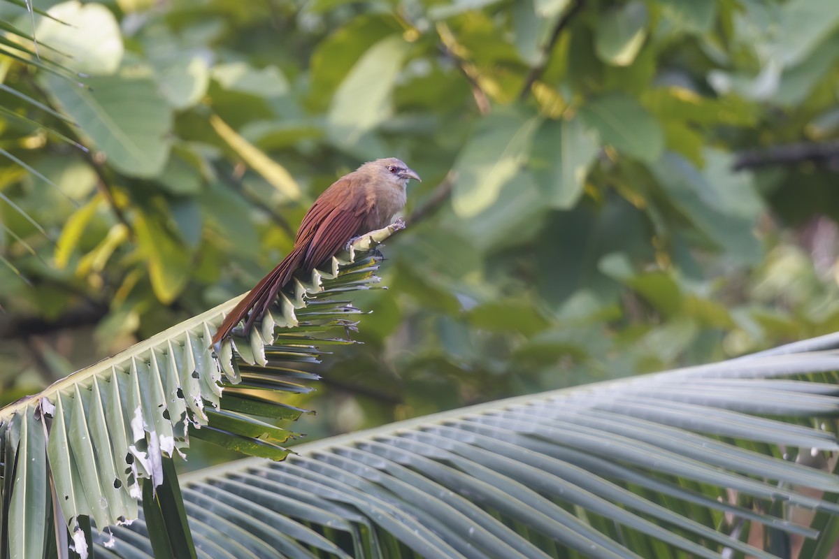 Bay Coucal - Marco Valentini