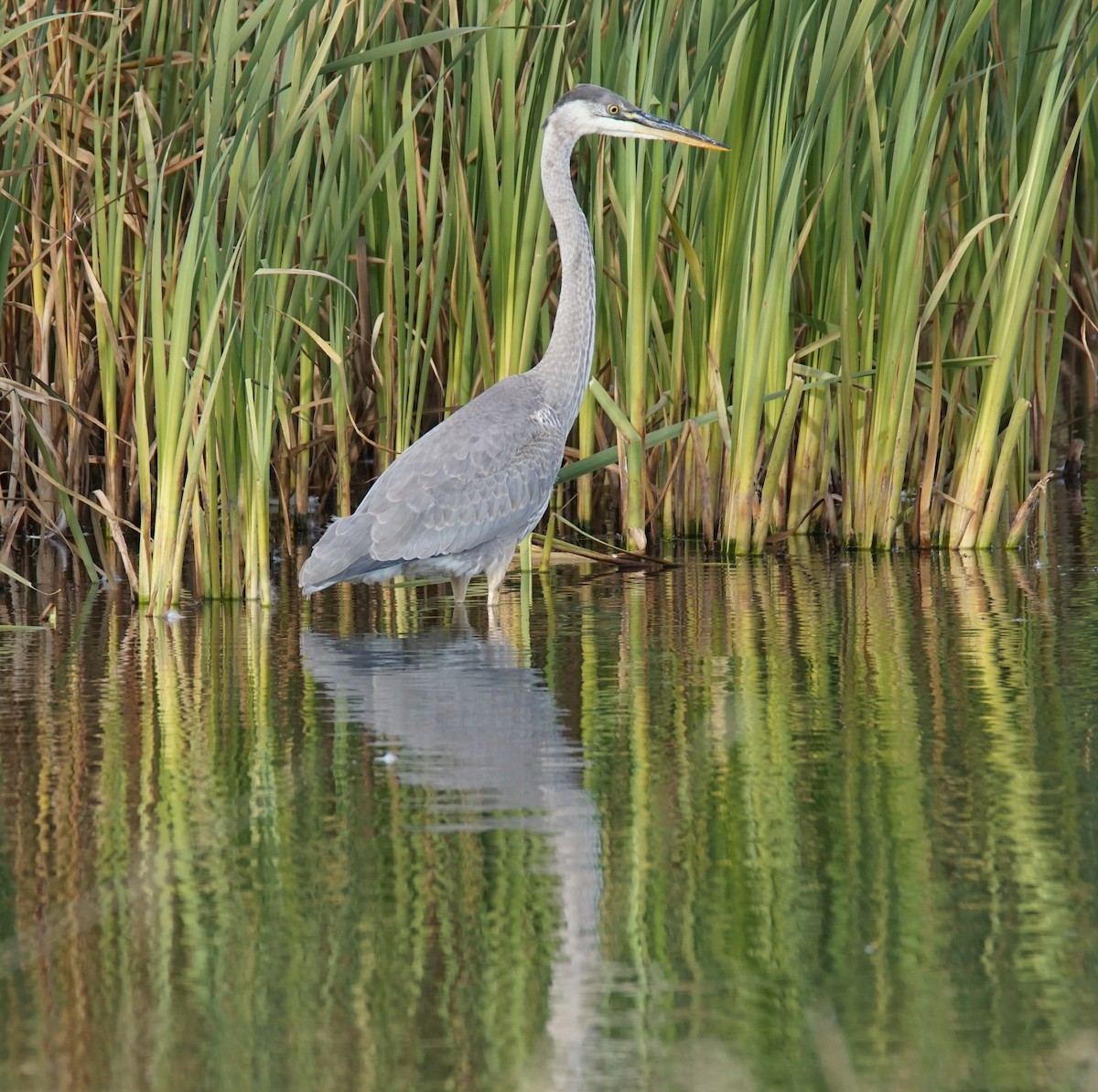 Great Blue Heron - ML609657859