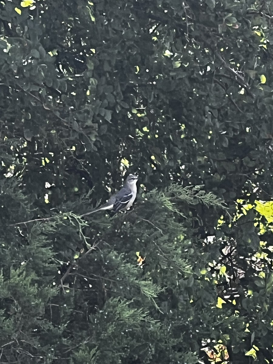 Northern Mockingbird - ML609657902