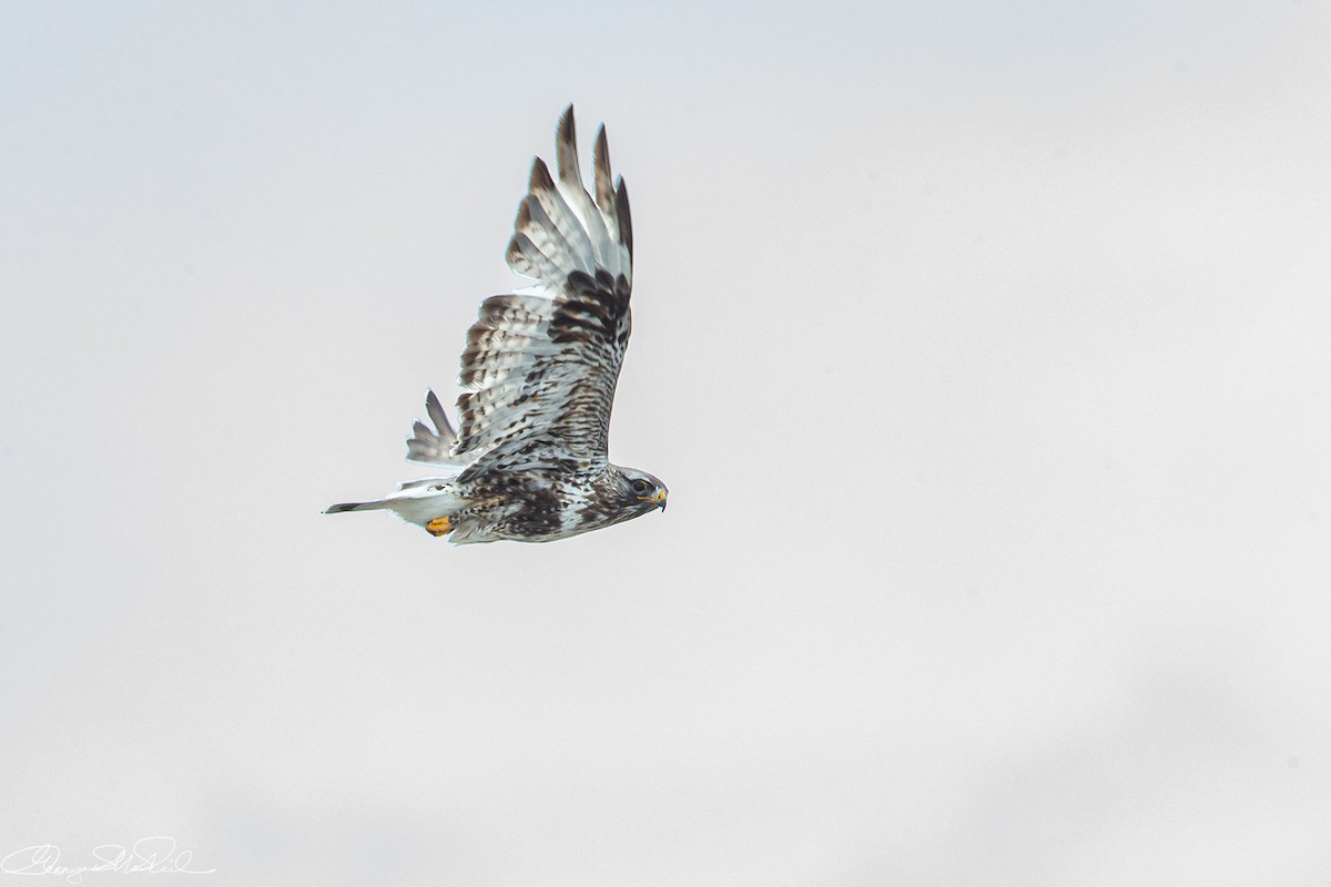 Rough-legged Hawk - ML609657940