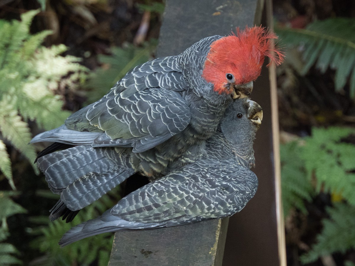 Cacatoès à tête rouge - ML609657997