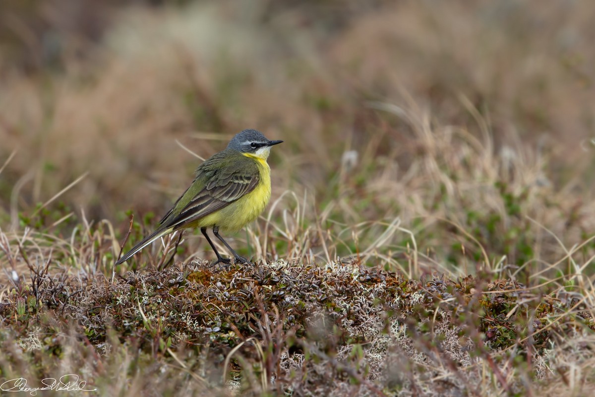 Eastern Yellow Wagtail - Georges McNeil