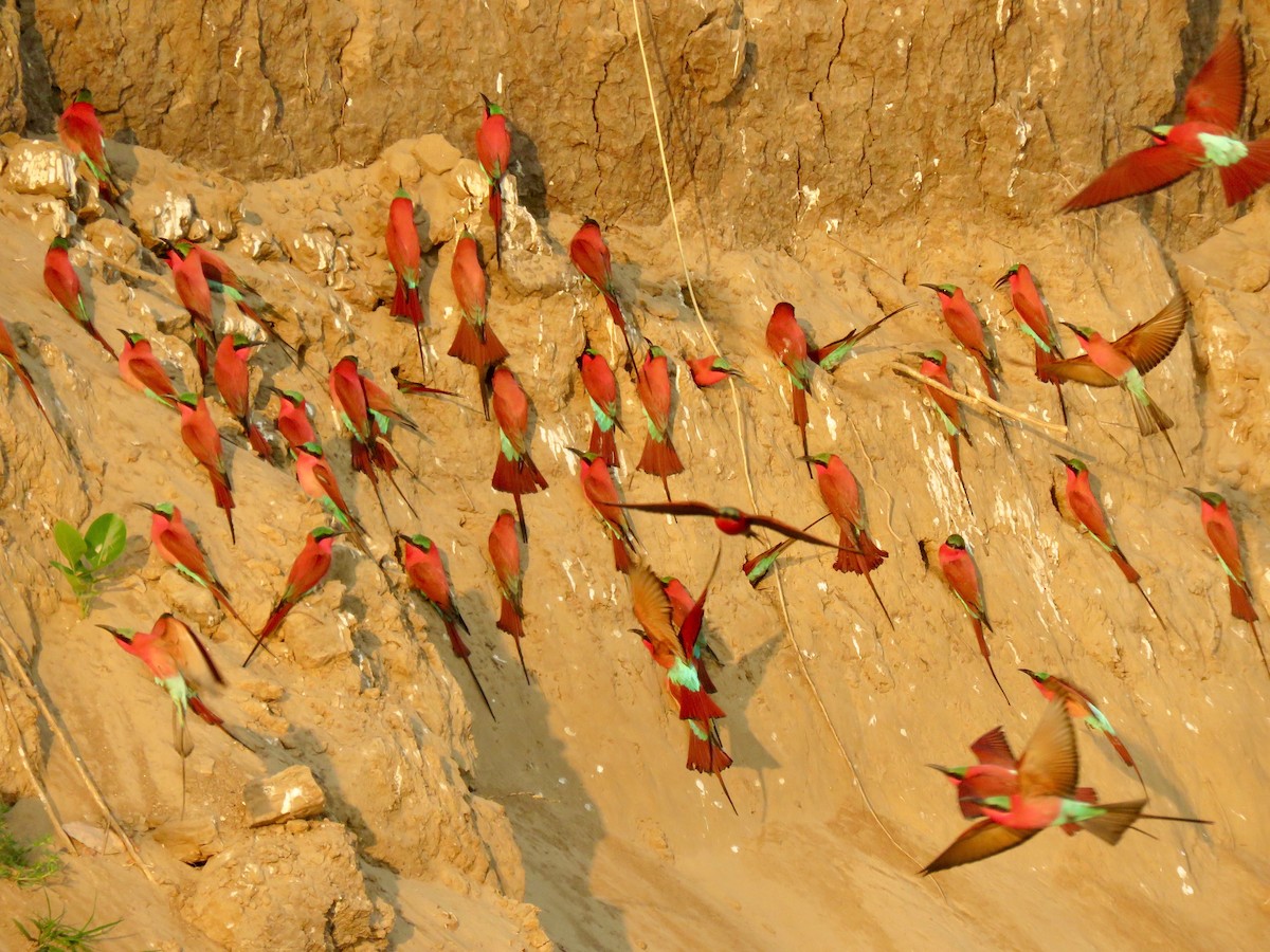 Southern Carmine Bee-eater - Larry Moore