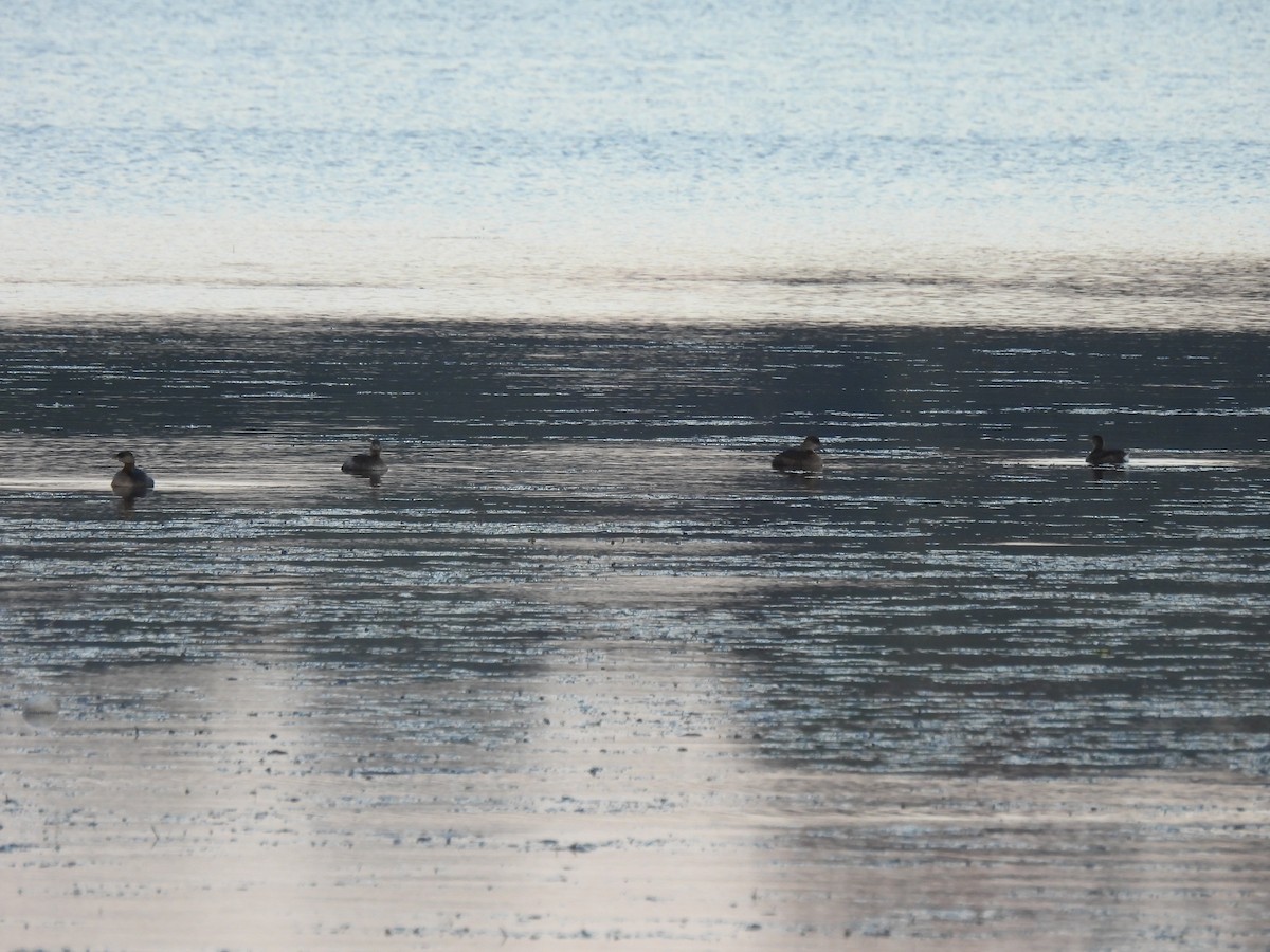 Pied-billed Grebe - ML609658107