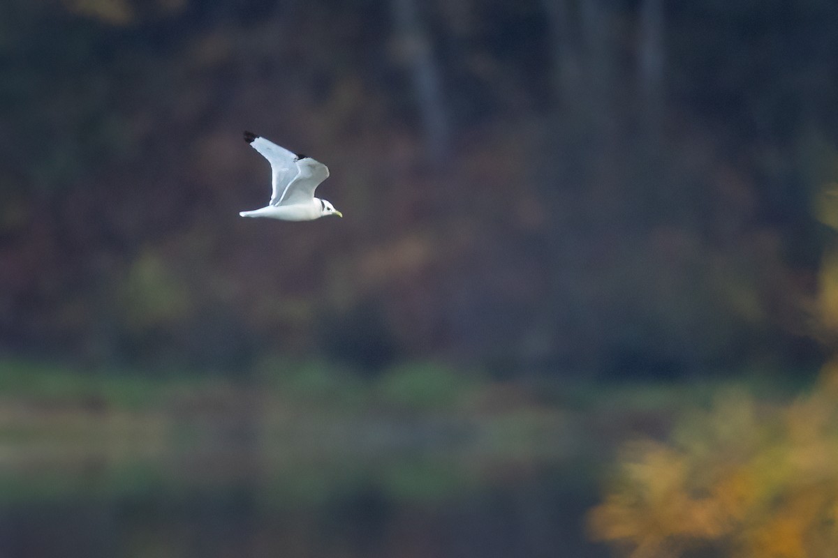 Mouette tridactyle - ML609658140