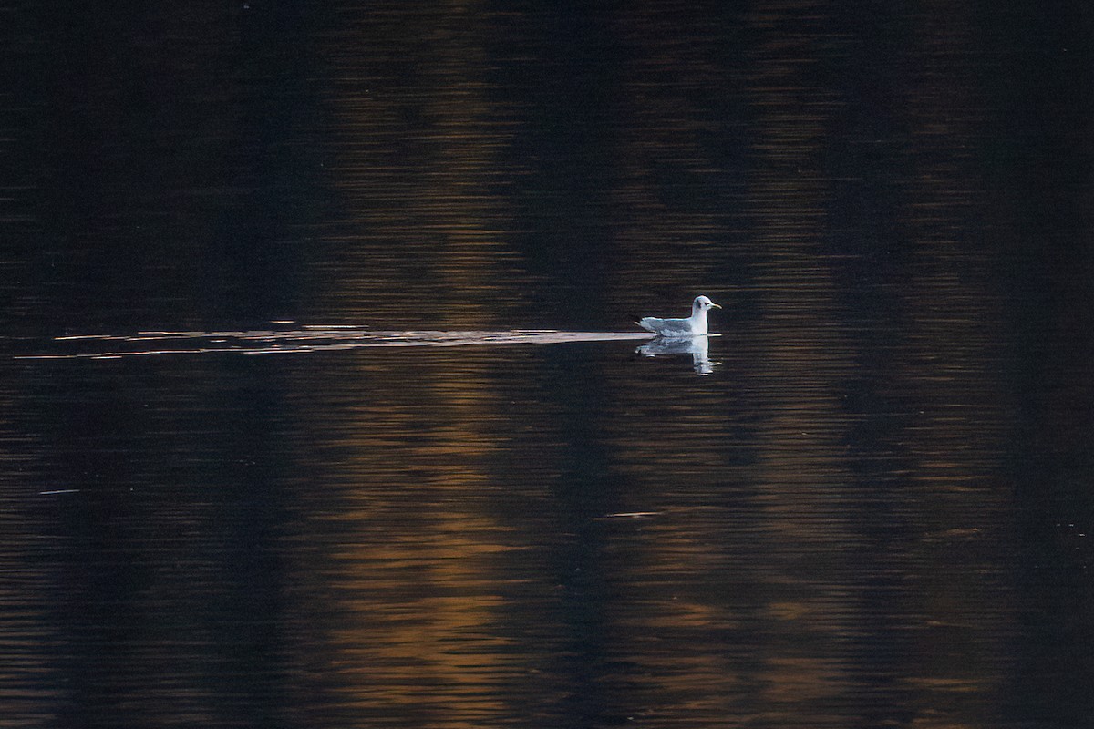 Mouette tridactyle - ML609658145