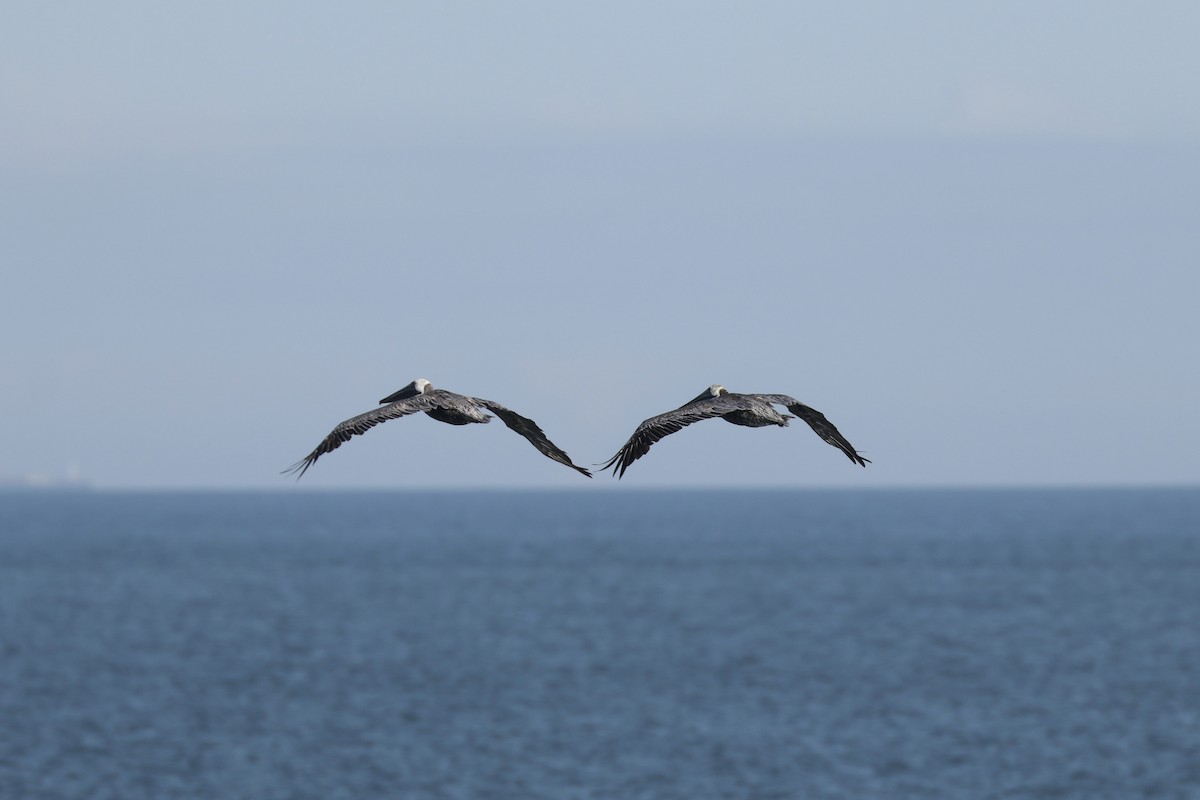 Brown Pelican - ML609658155