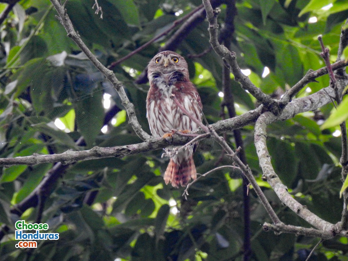 Ferruginous Pygmy-Owl - Isis Castro-Alberto  (Choose Honduras)