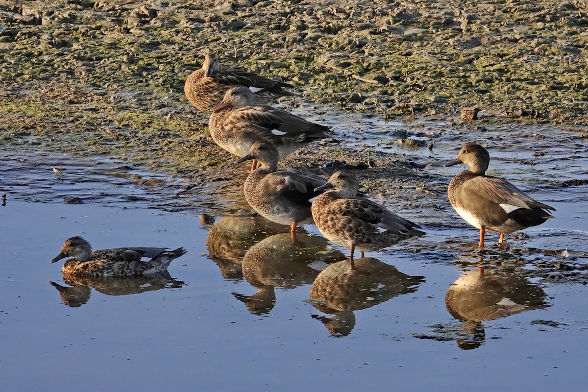 Canard chipeau - ML609658195