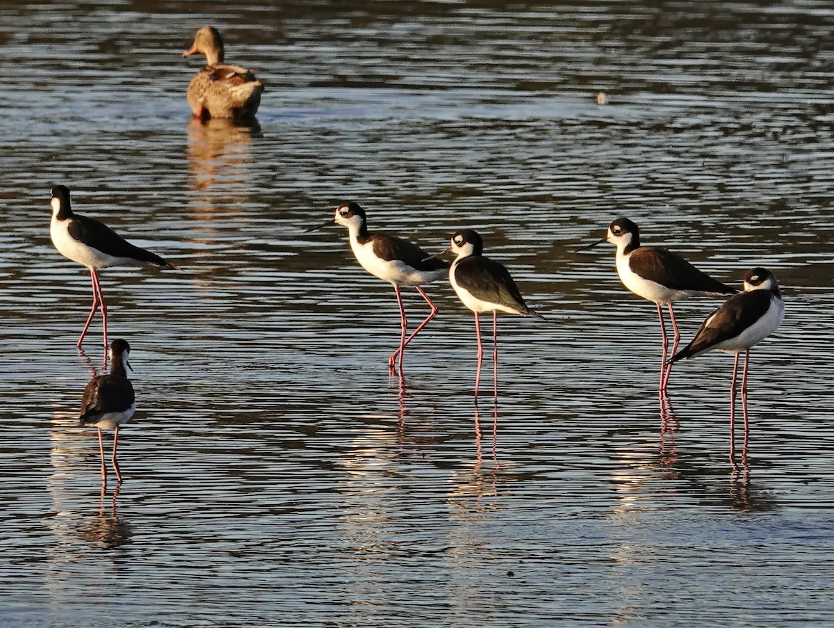 Black-necked Stilt - Walt Anderson