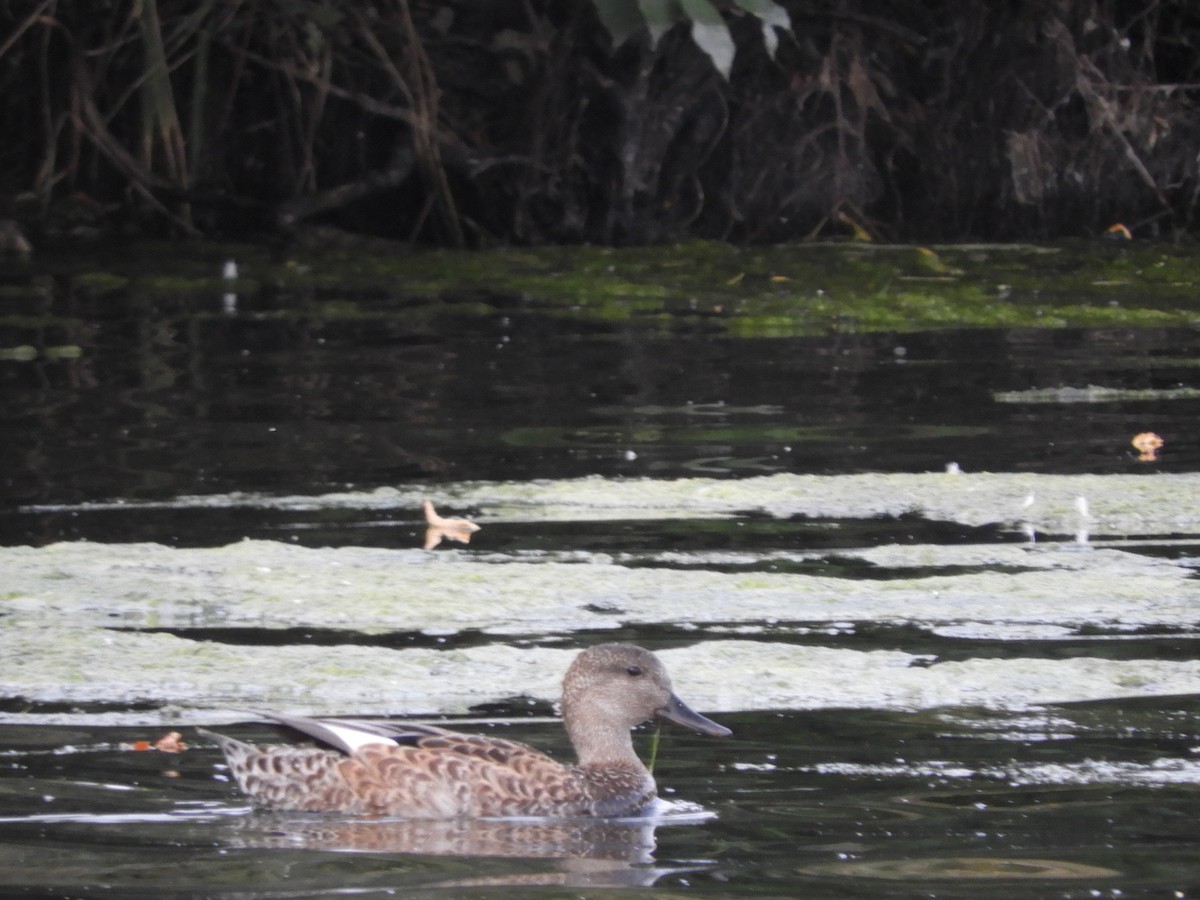 Canard chipeau - ML609658266