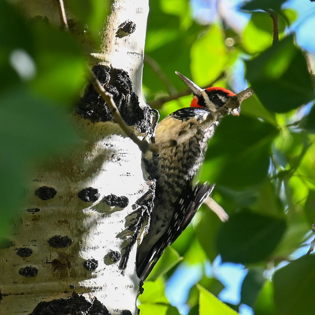 Red-naped Sapsucker - ML609658327