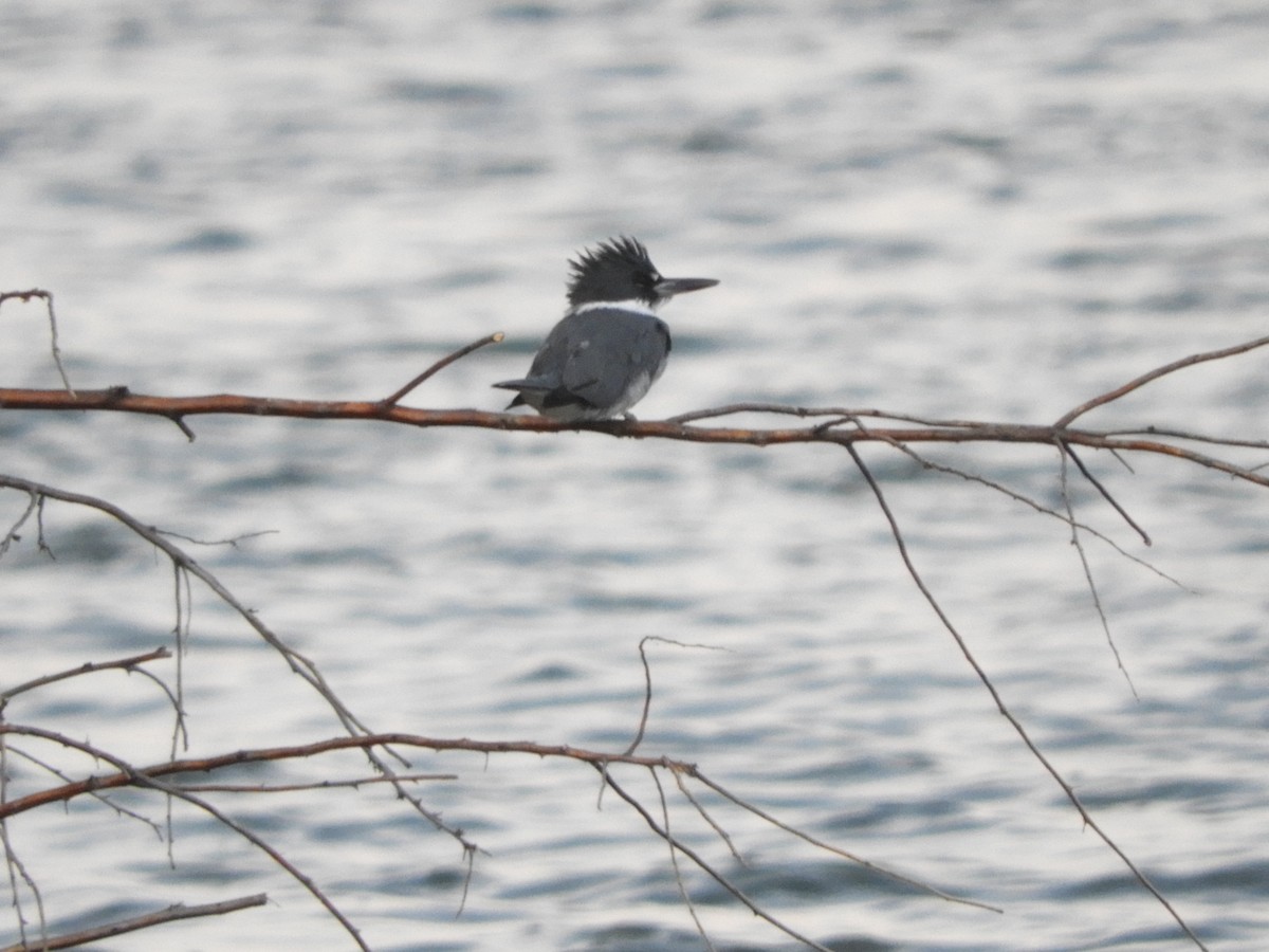 Belted Kingfisher - Chris Ryan