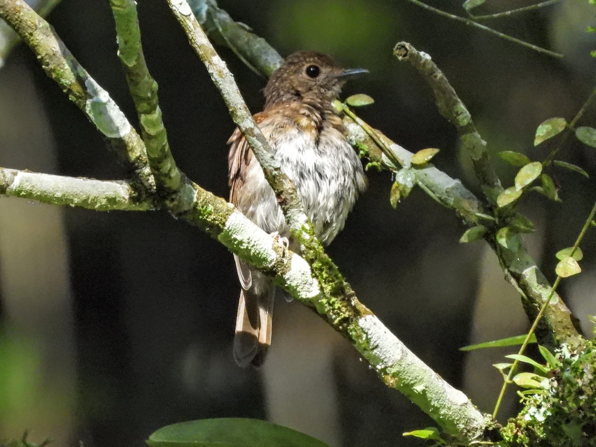 Fulvous-chested Jungle Flycatcher - Warren Regelmann