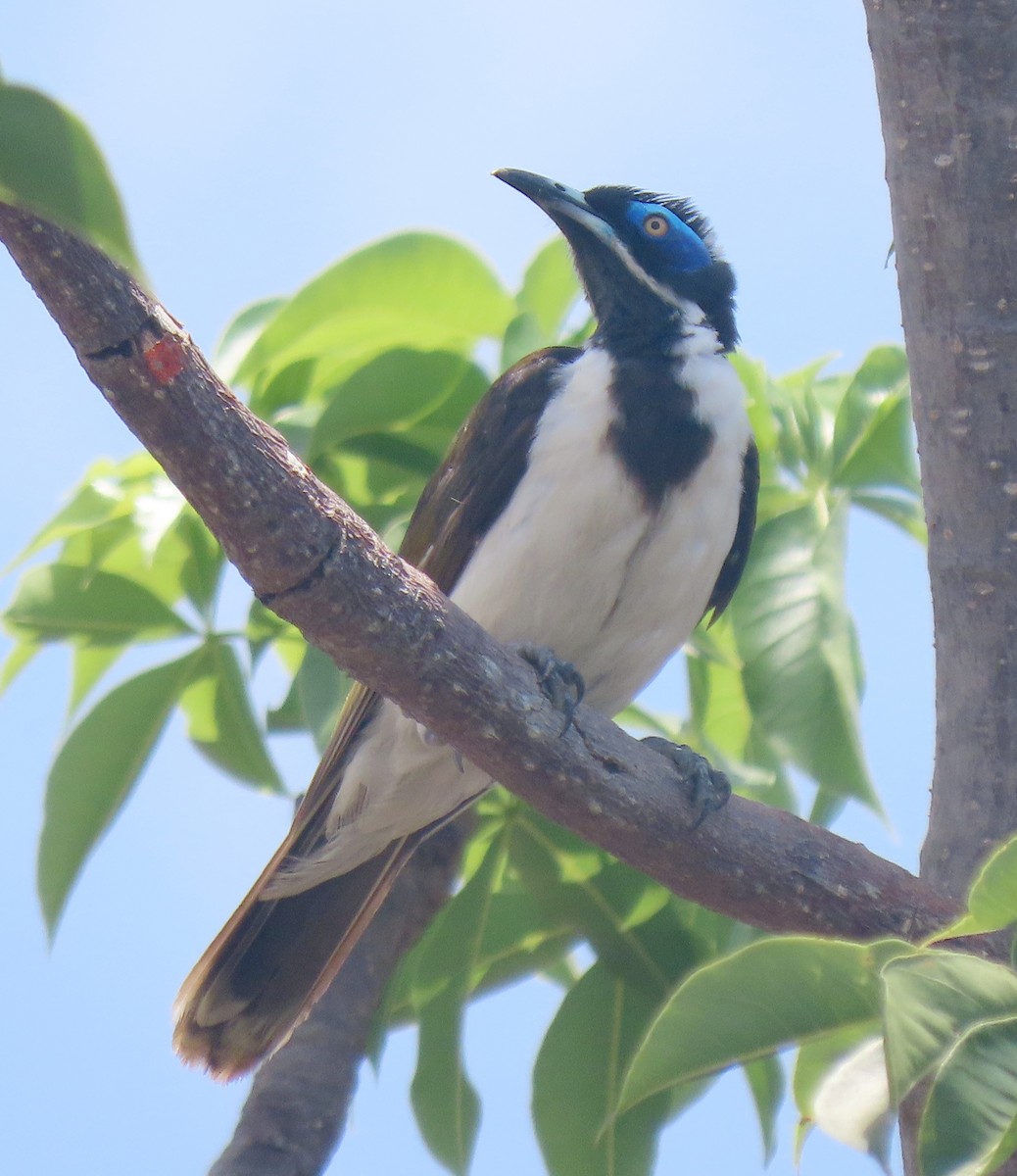 Blue-faced Honeyeater (White-quilled) - ML609658380