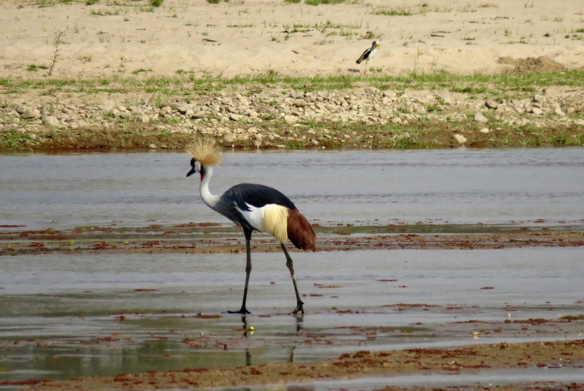 Gray Crowned-Crane - Larry Moore