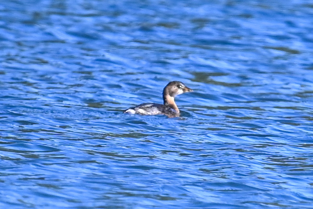 Pied-billed Grebe - ML609658437