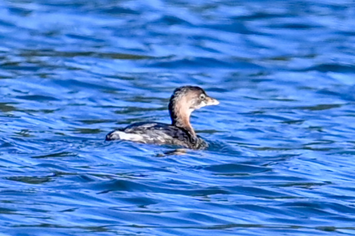 Pied-billed Grebe - ML609658438