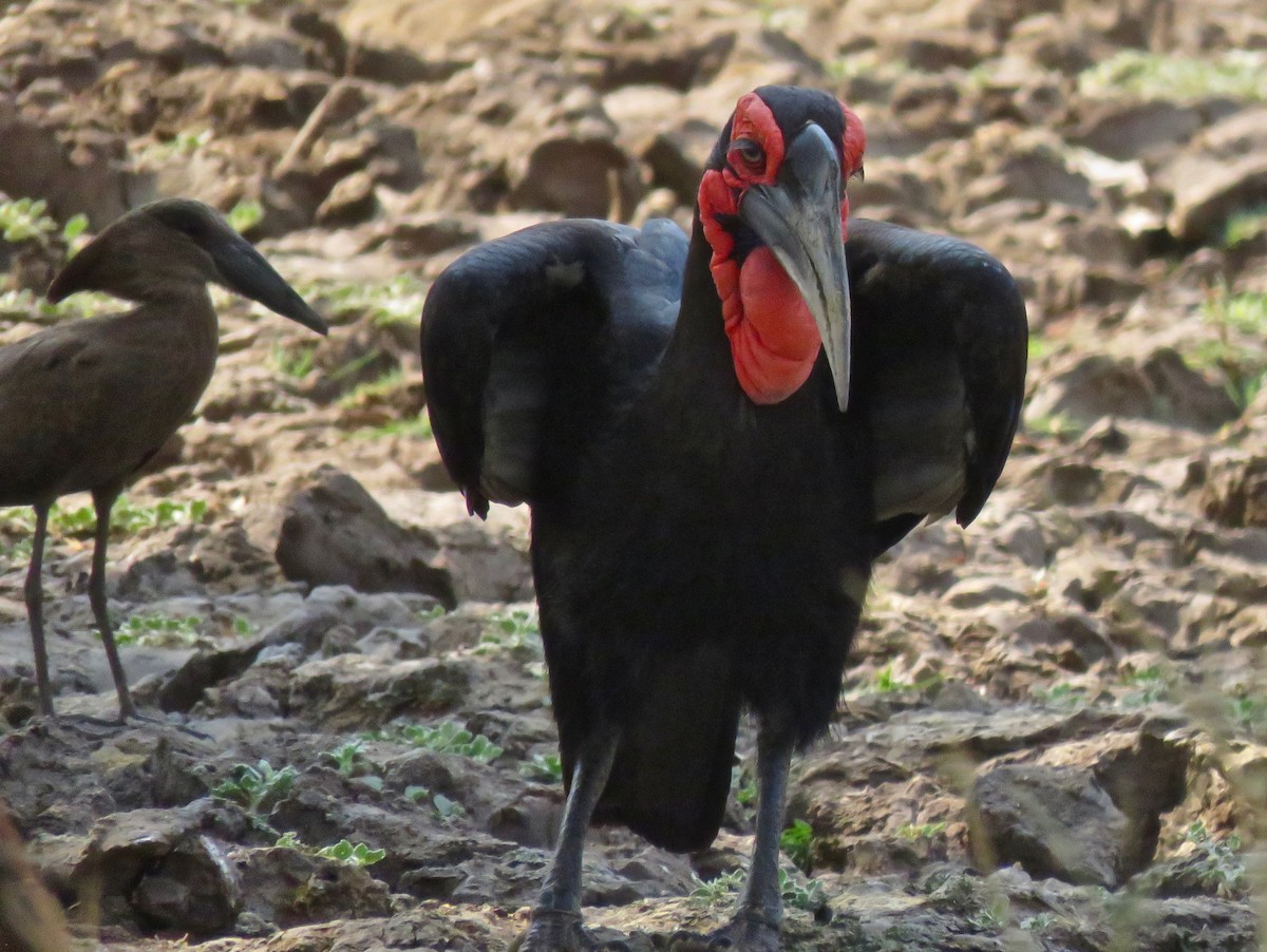 Southern Ground-Hornbill - Larry Moore