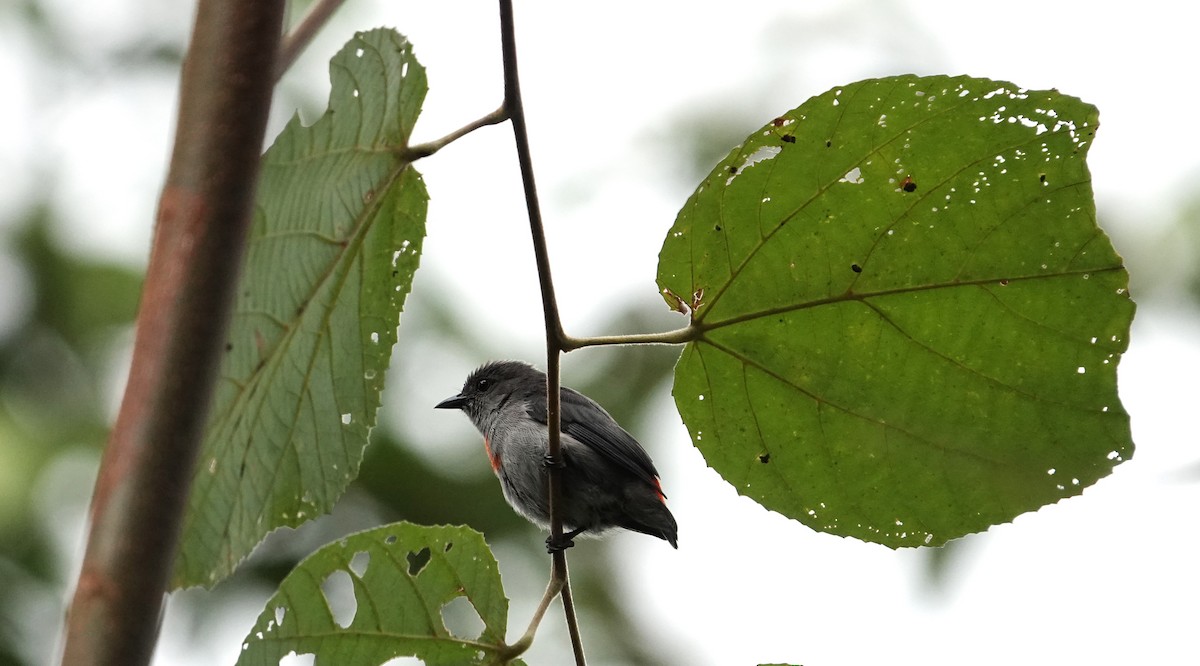 Ashy Flowerpecker - ML609658507