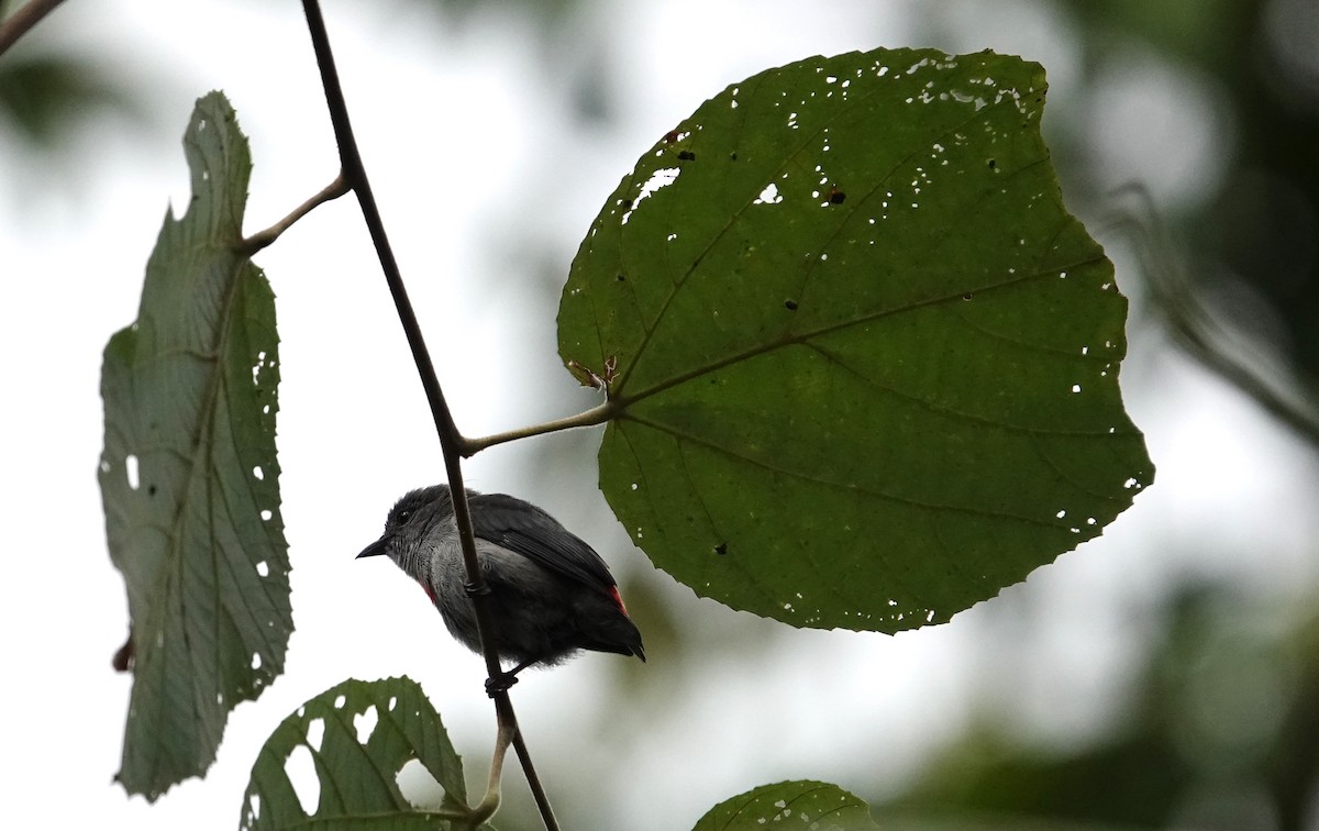 Ashy Flowerpecker - ML609658509