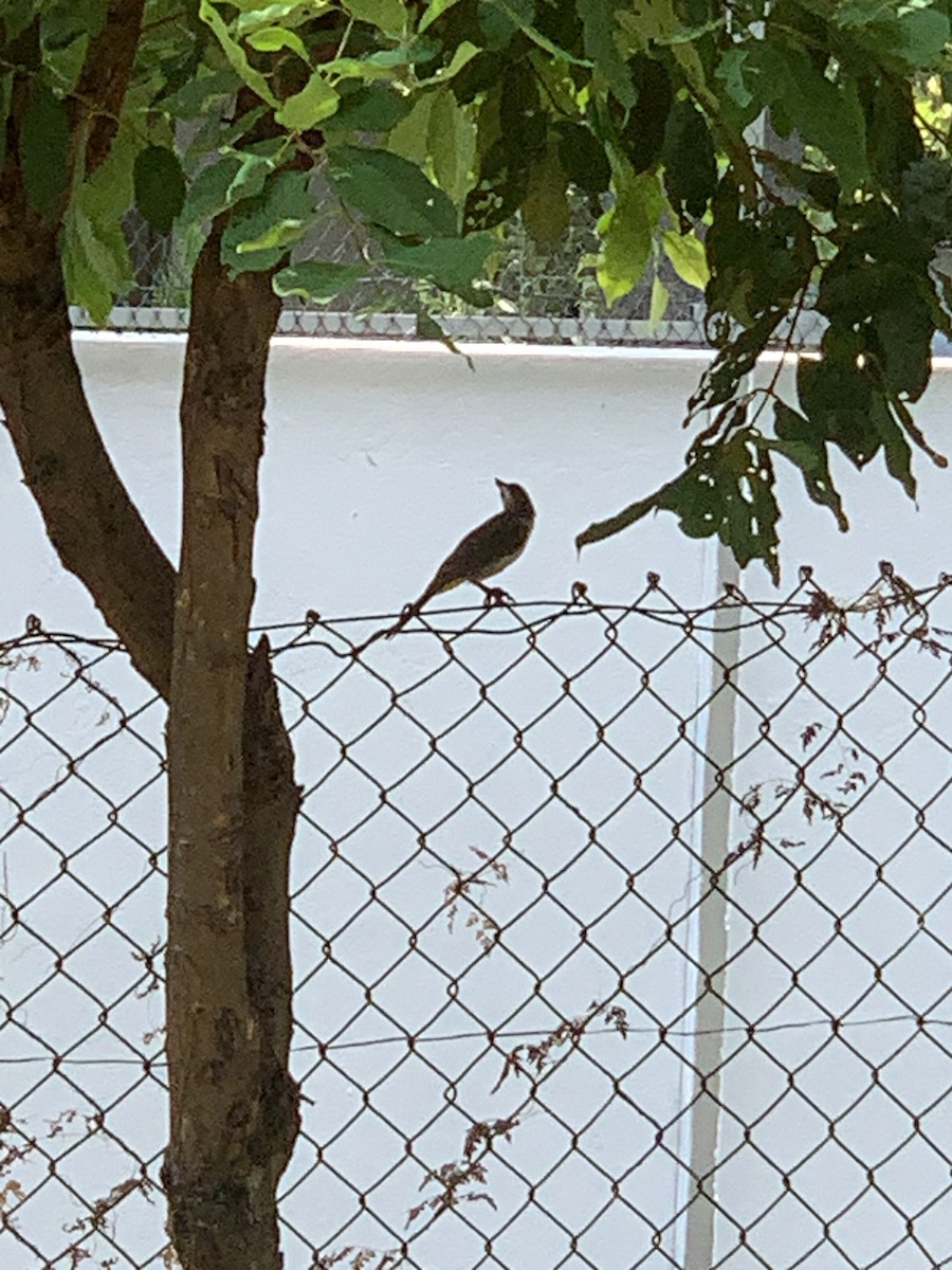 Yellow-vented Bulbul - ML609658529