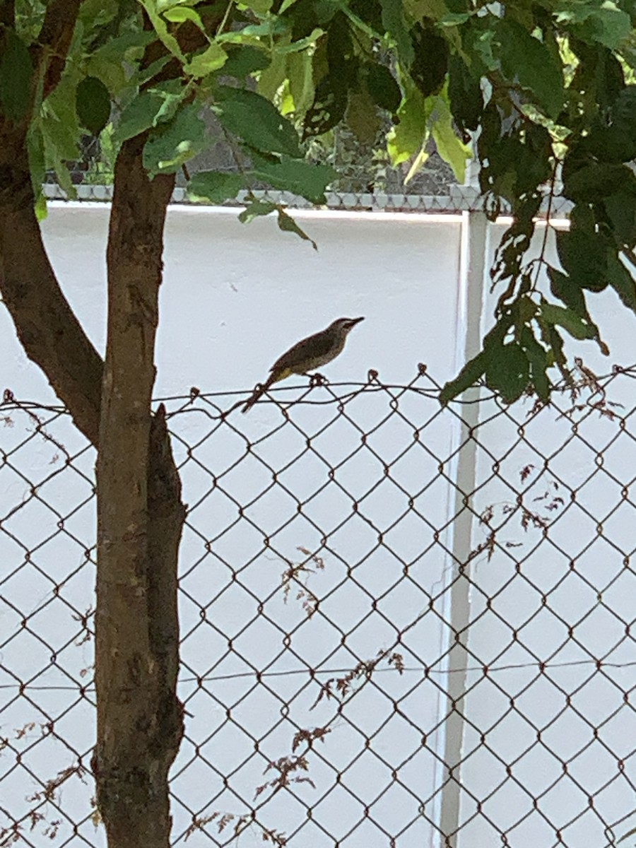 Yellow-vented Bulbul - ML609658533