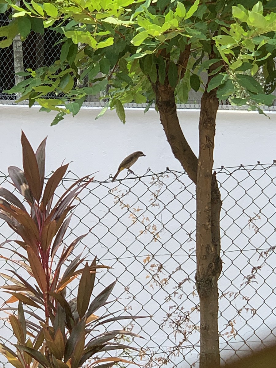 Yellow-vented Bulbul - C Tan