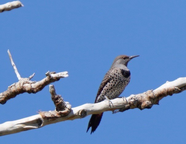 Northern Flicker - ML609658538