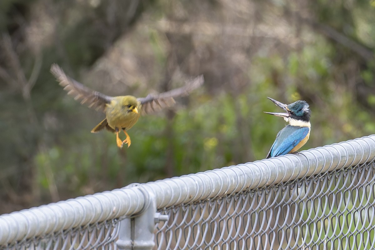 Sacred Kingfisher - ML609658610