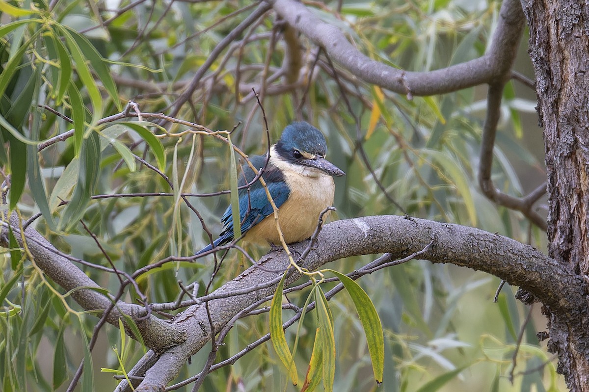 Sacred Kingfisher - ML609658611