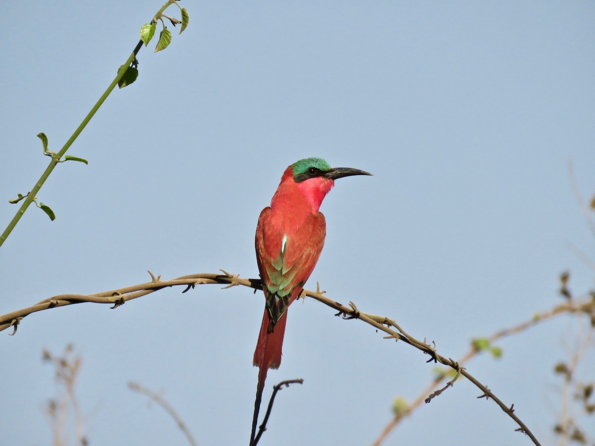Southern Carmine Bee-eater - Larry Moore