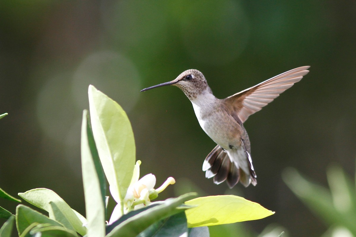 Black-chinned Hummingbird - Noah Gaines