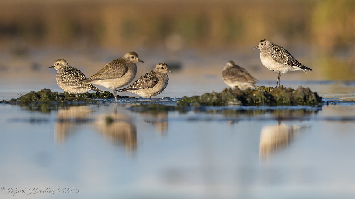 American Golden-Plover - ML609658711