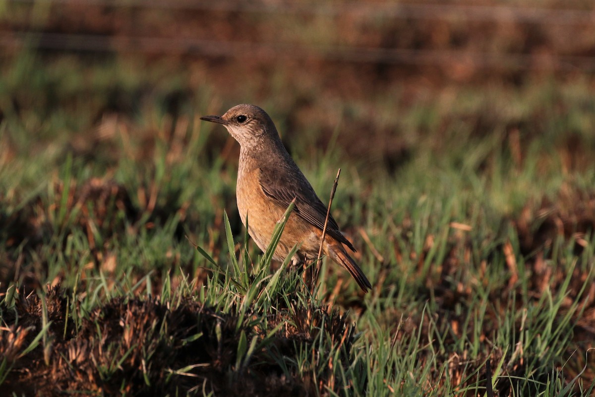 Sentinel Rock-Thrush - Richard Jeffers