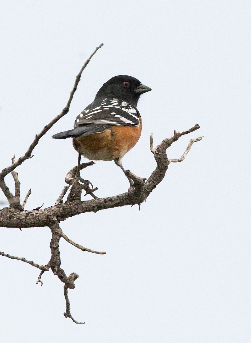 Spotted Towhee - ML609658960