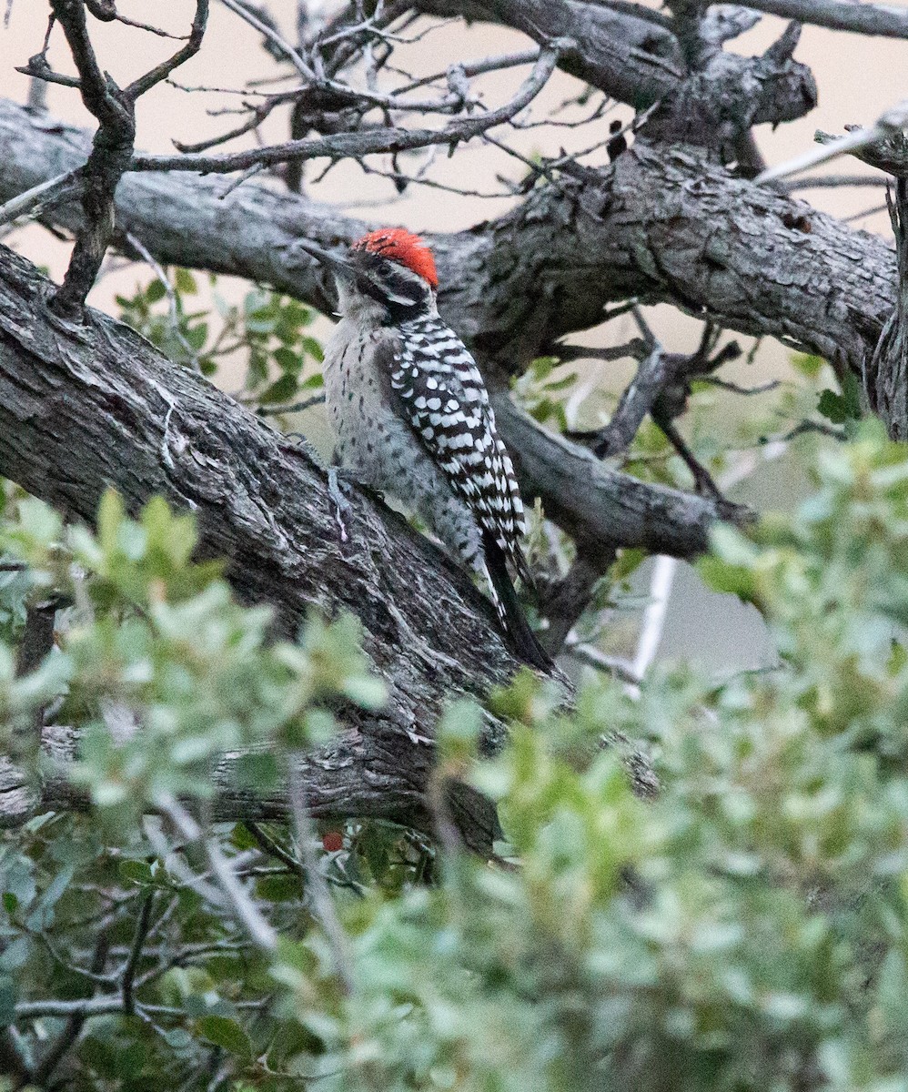 Ladder-backed Woodpecker - Timothy Aarons