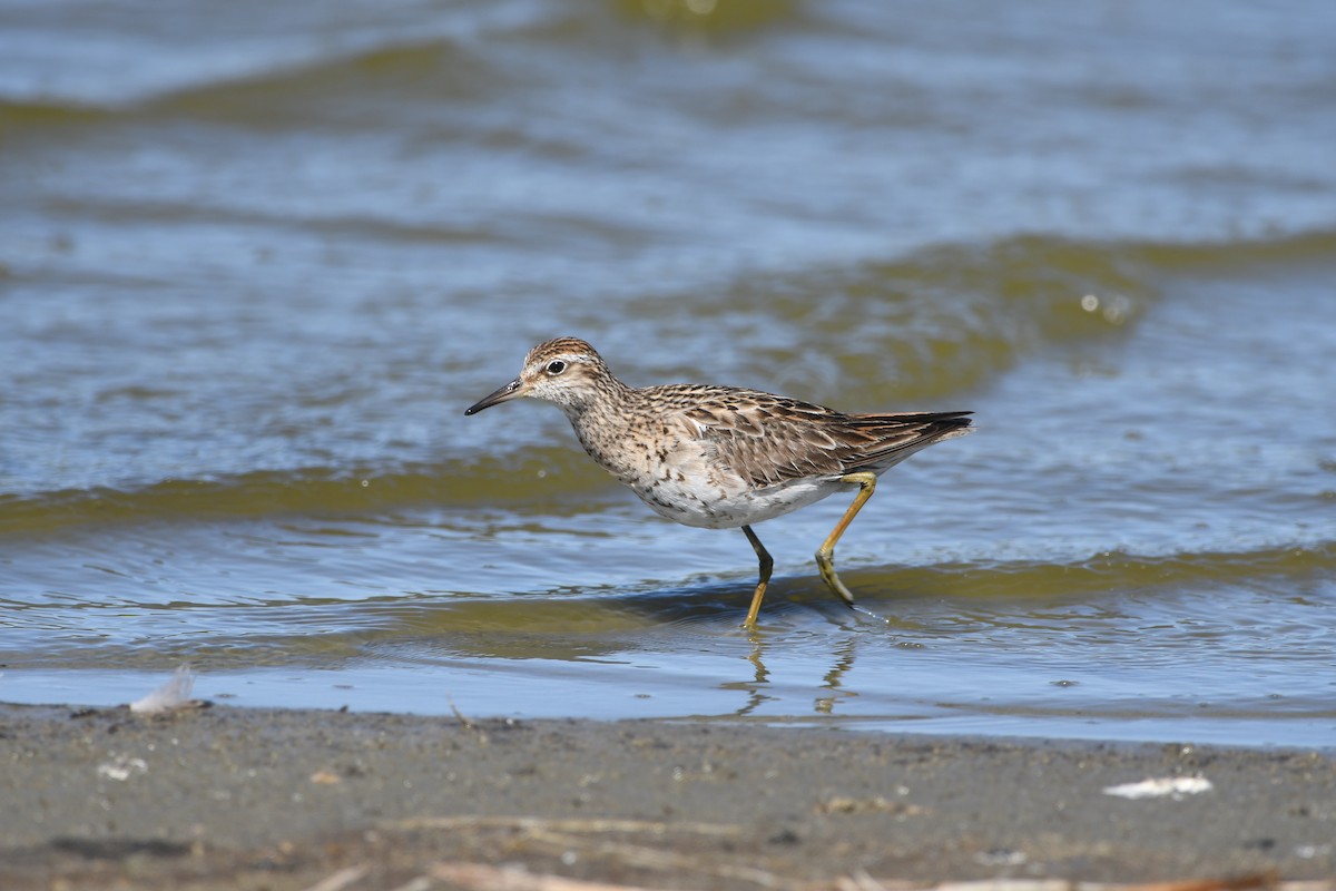 Sharp-tailed Sandpiper - ML609659410