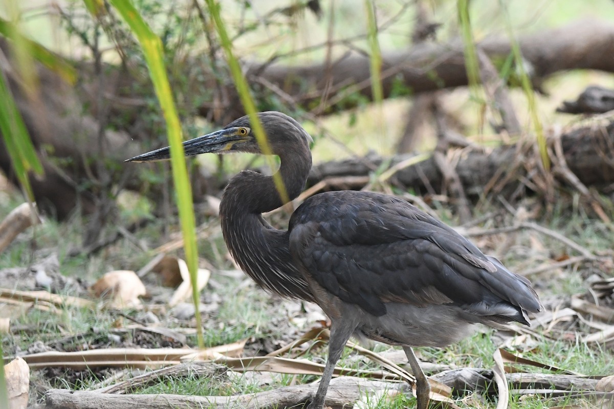 Great-billed Heron - ML609659576