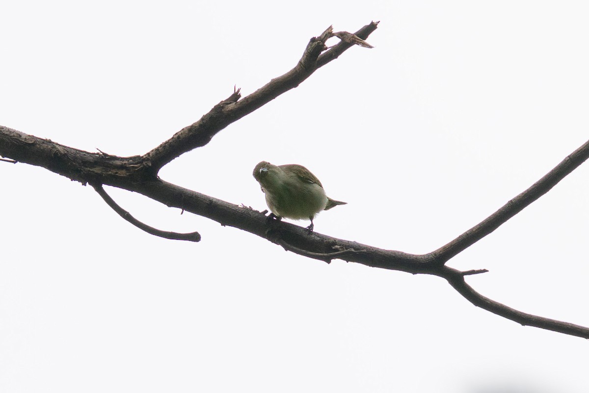 Thick-billed Flowerpecker (obsoletum Group) - ML609659828