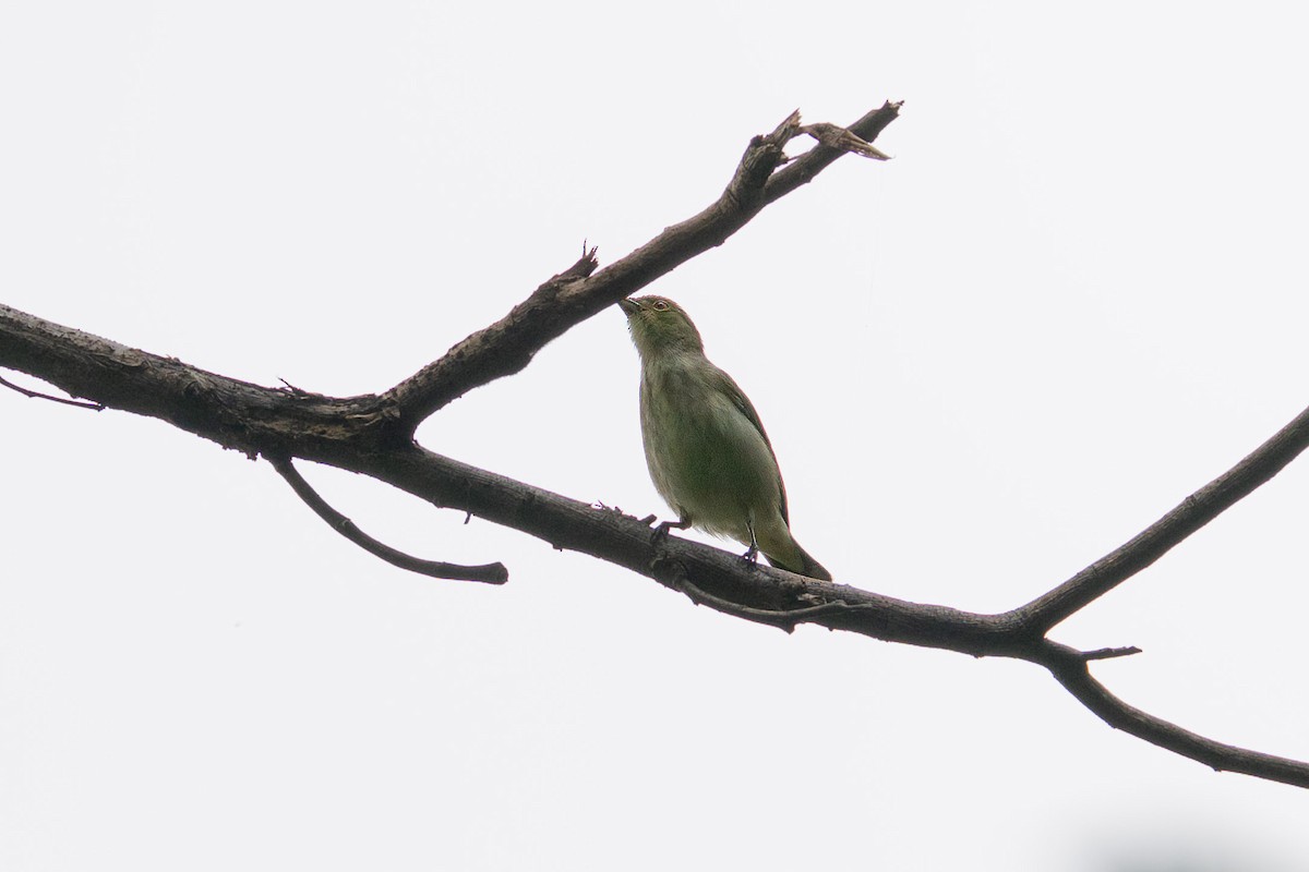 Thick-billed Flowerpecker (obsoletum Group) - ML609659829