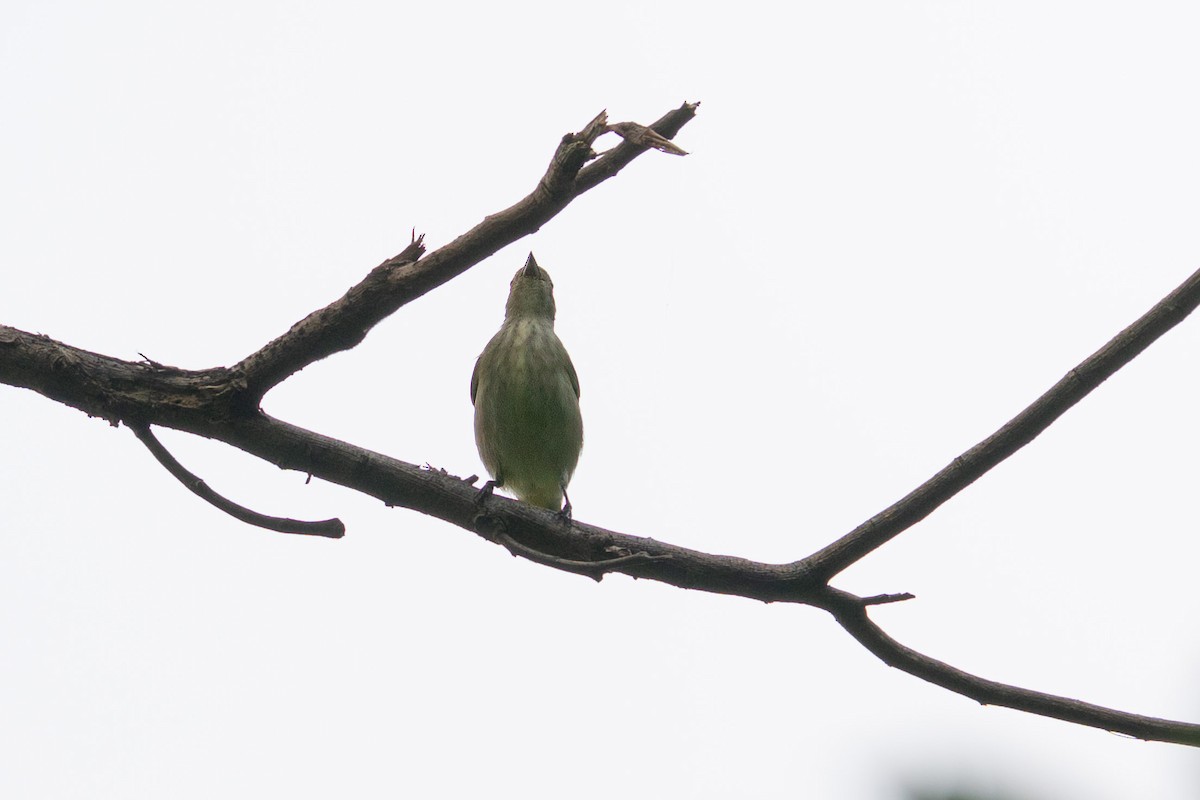 Thick-billed Flowerpecker (obsoletum Group) - ML609659830