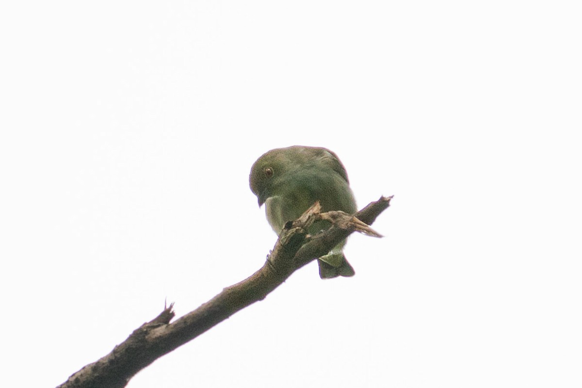 Thick-billed Flowerpecker (obsoletum Group) - ML609659831