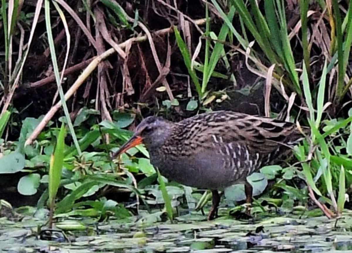 Brown-cheeked Rail - ML609659876