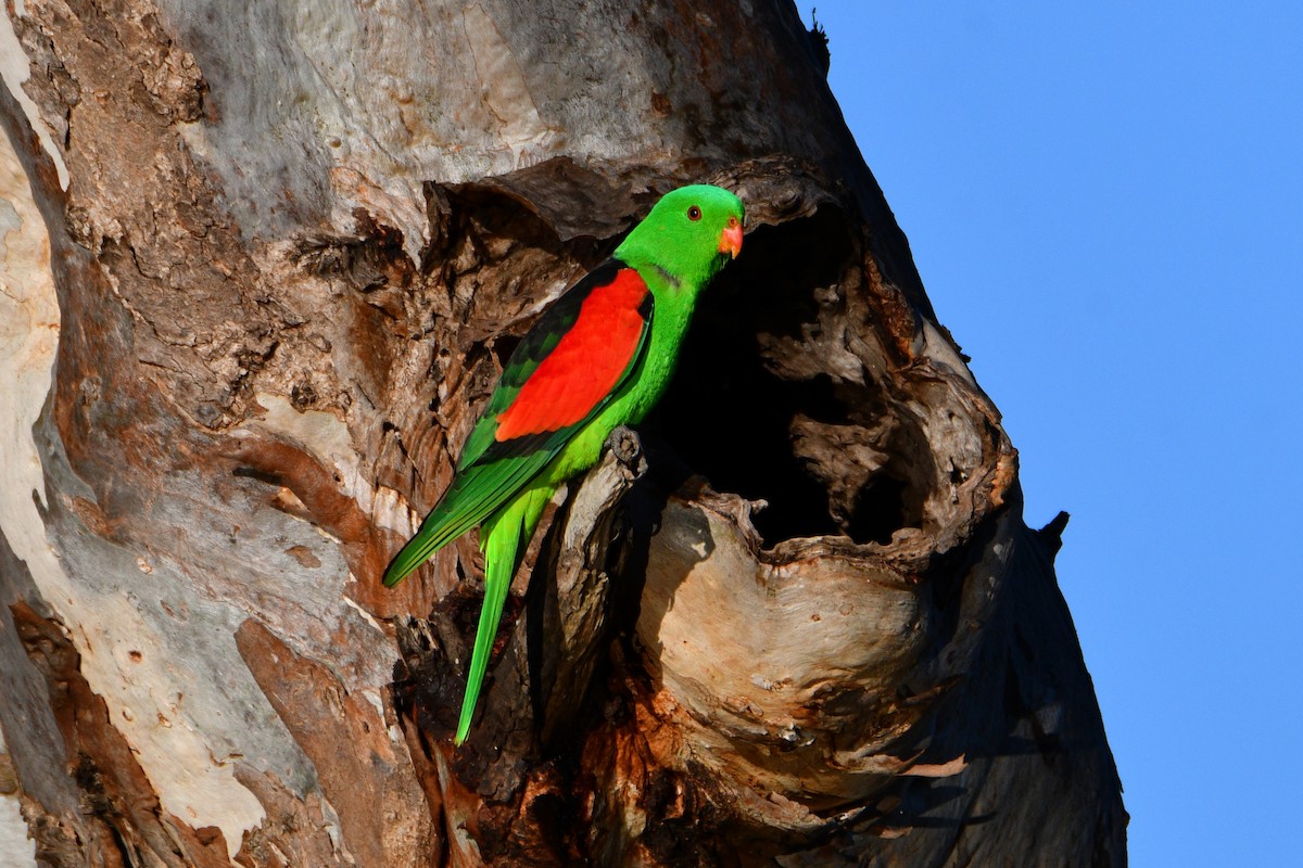 Red-winged Parrot - ML609659948